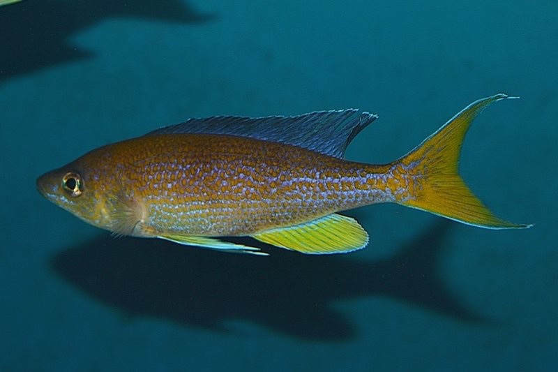 Cyprichromis pavo 'Kambwimba'